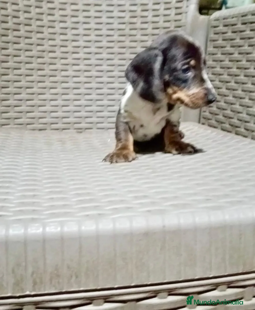 Teckel Miniatura perros en venta: Teckel mini - Anuncio 3