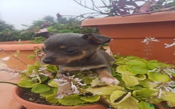 Chihuahua perros en venta: Hembra chihuahua blue  - Anuncio 7