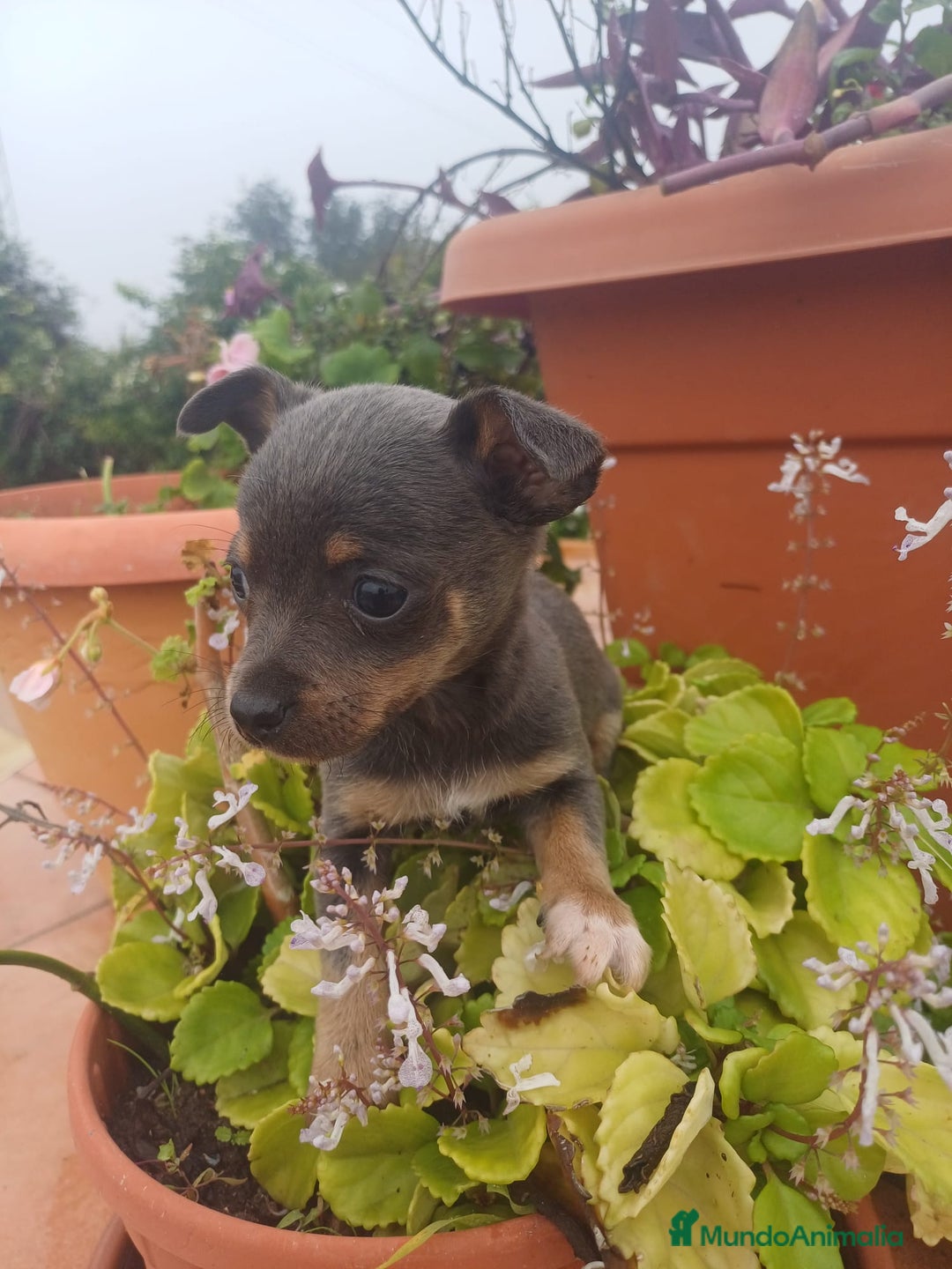 Chihuahua perros en venta: Hembra chihuahua blue  - Anuncio 7
