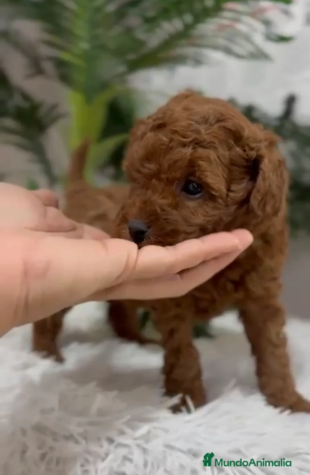 Caniche Toy perros en venta: CANICHE TOY - Anuncio 3