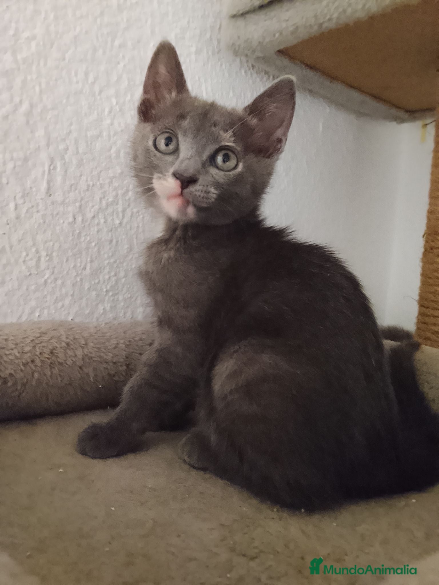 Raza Mixta gatos Salvia en adopción  - Anuncio 1