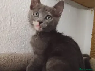 Raza Mixta gatos Salvia en adopción - Anuncio 13