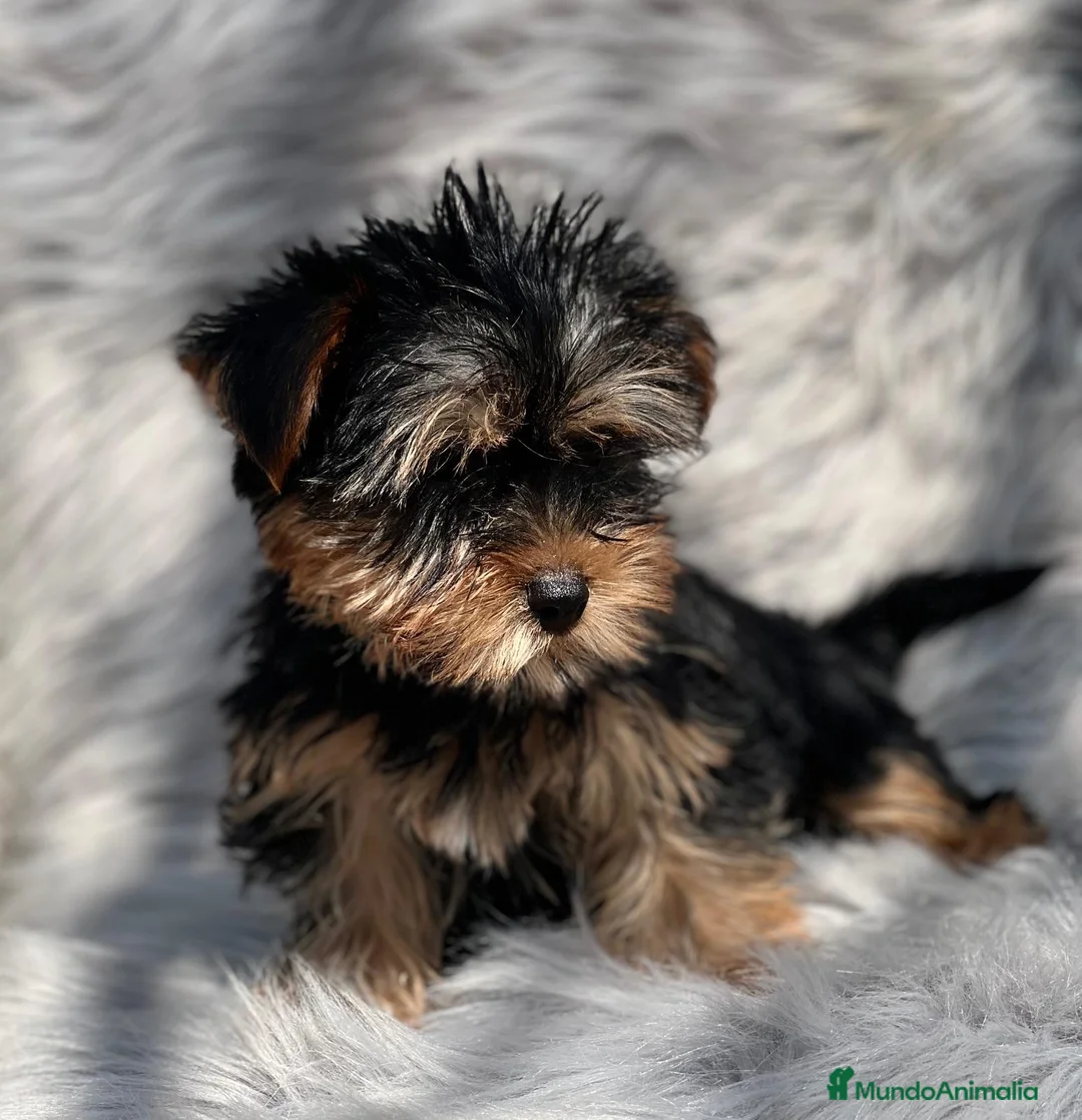 Yorkshire Terrier perros en venta: Yorkshire en Barcelona - Anuncio 2