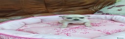 Chihuahua perros en venta: Chihuahua toy - Anuncio 6