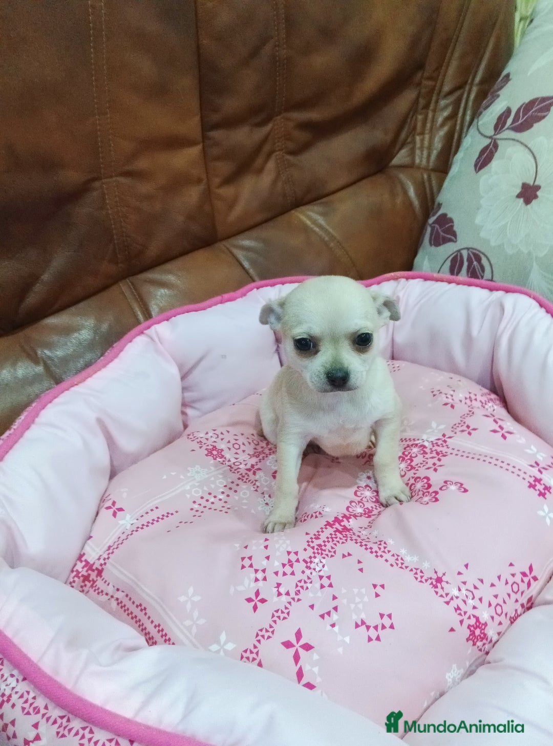 Chihuahua perros en venta: Chihuahua toy - Anuncio 6