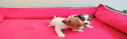 Jack Russell Terrier perros en venta: Jack Russell  - Anuncio 4