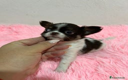 Chihuahua perros en venta: CHIHUAHUA PELO LARGO  - Imagen 4