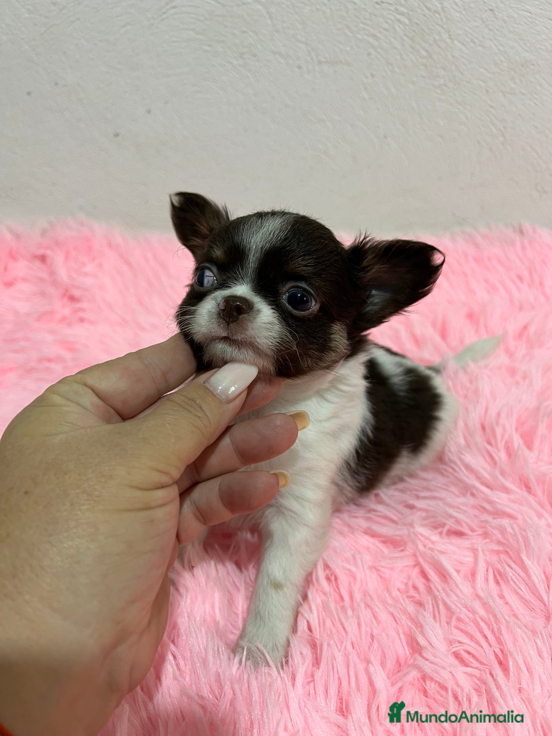 Chihuahua perros en venta: CHIHUAHUA PELO LARGO  - Imagen 4