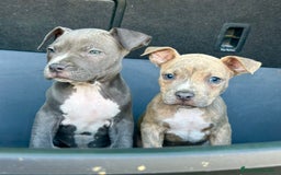 American Staffordshire-Terrier perros en venta: American Stanford, mis pequeños - Imagen 25