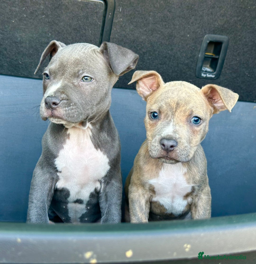 American Staffordshire-Terrier perros en venta: American Stanford, mis pequeños - Imagen 25