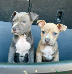 American Staffordshire-Terrier Cachorro 10