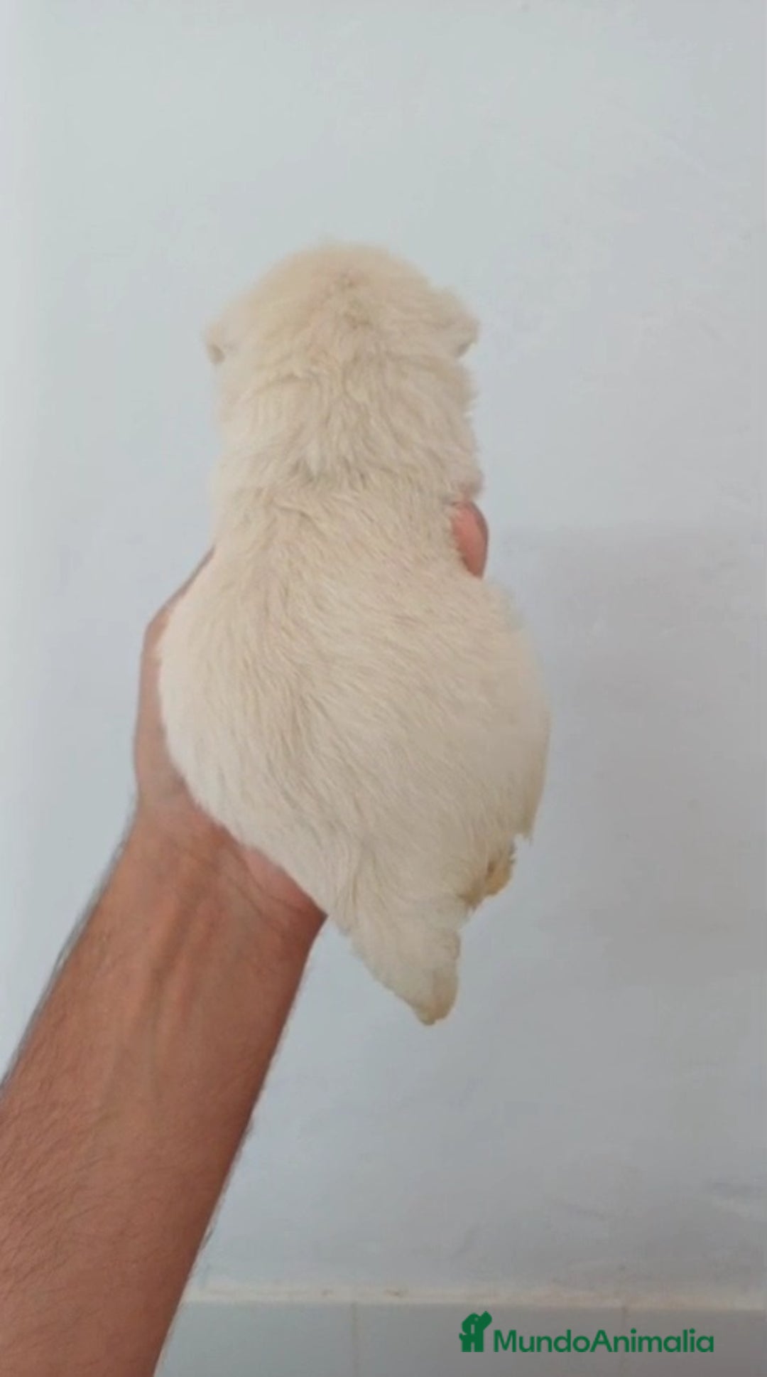 West Highland White Terrier perros en venta: Westy  - Imagen 2
