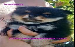 Pomerania perros en venta: Pomerania hembra - Anuncio 1