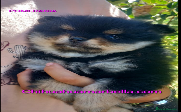 Pomerania perros Pomerania hembra - Anuncio 3