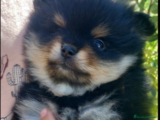 Pomerania perros Pomerania hembra - Anuncio 3