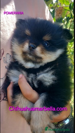 Pomerania perros Pomerania hembra - Anuncio 1