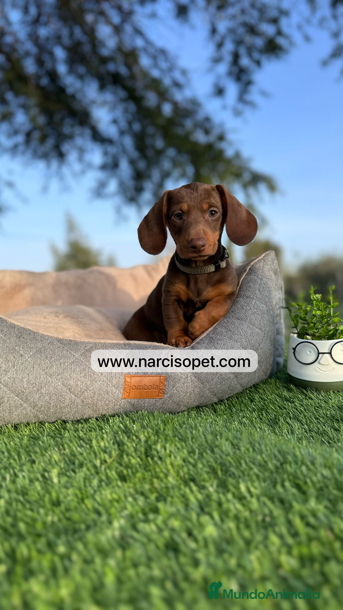 Teckel Miniatura perros CAMADA TECKEL CHOCOLATE - Anuncio 14