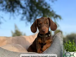 Teckel Miniatura perros CAMADA TECKEL CHOCOLATE - Anuncio 7