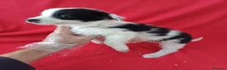 Border Collie perros en venta: Border Collie Blanco y Negro  - Anuncio 2