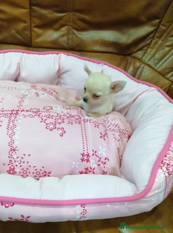 Chihuahua perros - Anuncio 17