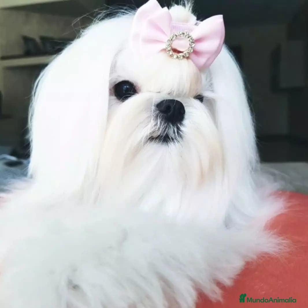 Bichón Maltés perros Bichón Maltés Cachorros Coreanos mini toy - Anuncio 2