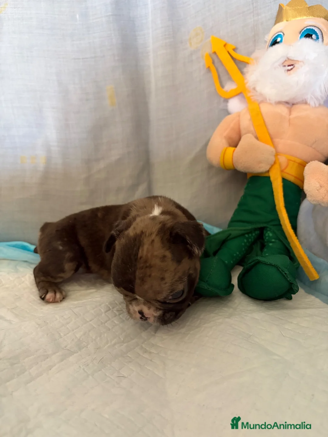 Bulldog Francés perros en venta: Bulldog francés black merle  - Anuncio 5