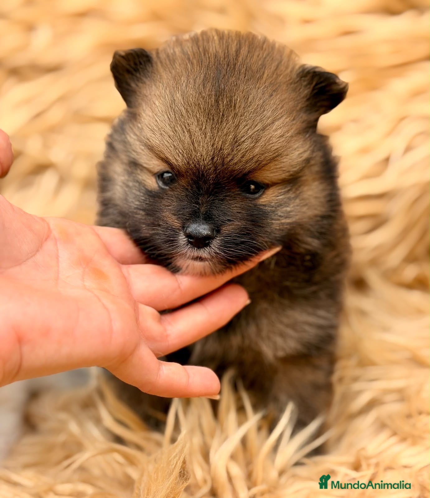 Pomerania perros Macho pomerania🐾 - Anuncio 1