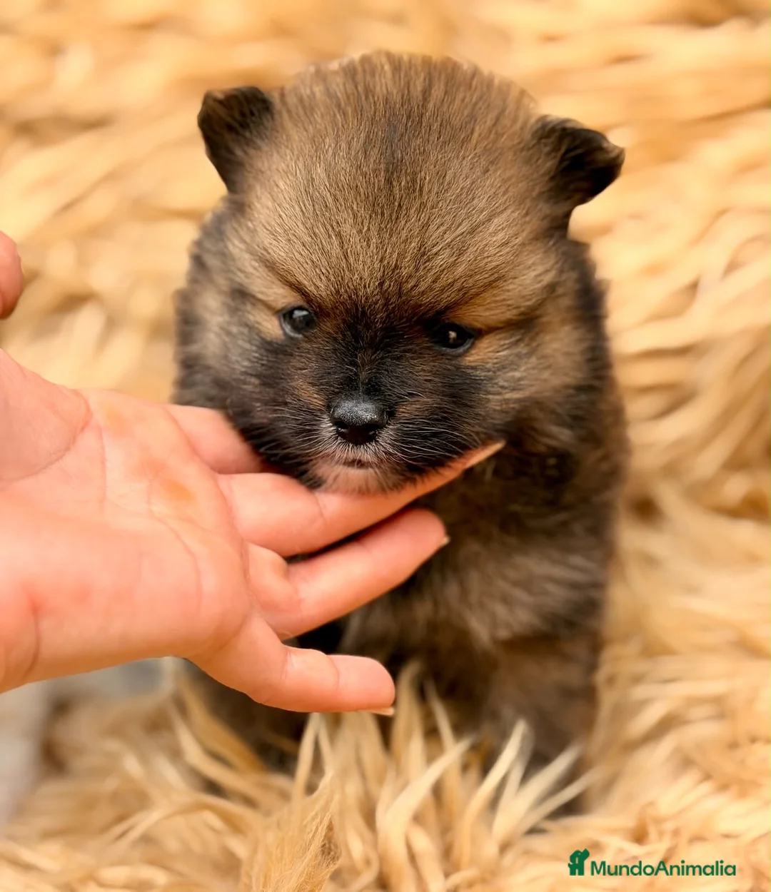 Pomerania perros en venta: Macho pomerania🐾 - Anuncio 1
