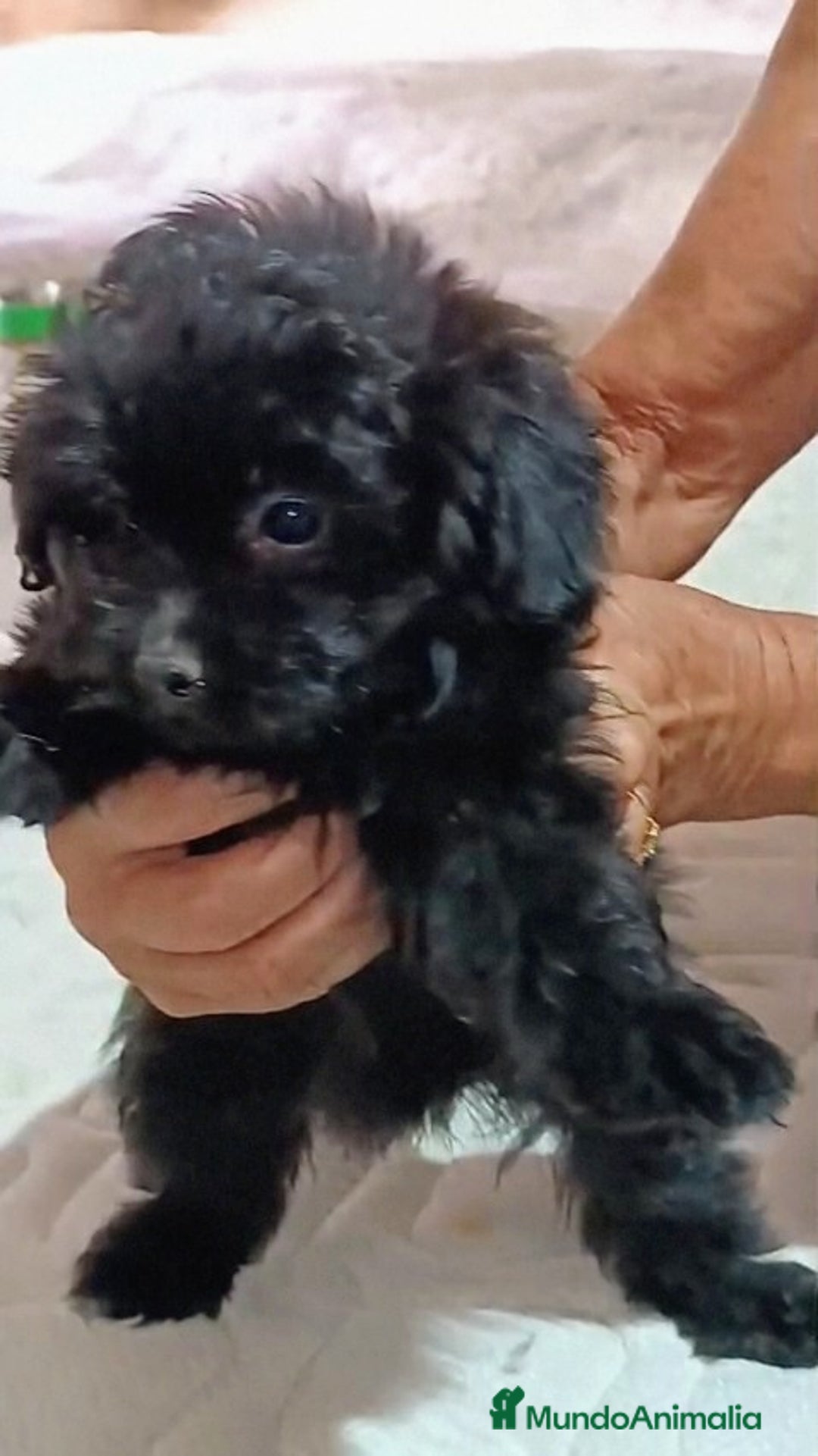 Caniche Enano perros en venta: **OFERTA AGOSTO** MACHITO POMAPOO, PELO BRILLANTE - Imagen 4