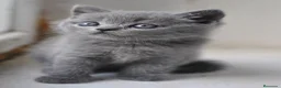 Británico de Pelo Corto Azul gatos en venta: CRIADERO DE BRITISH EN CATALUÑA  - Anuncio 2