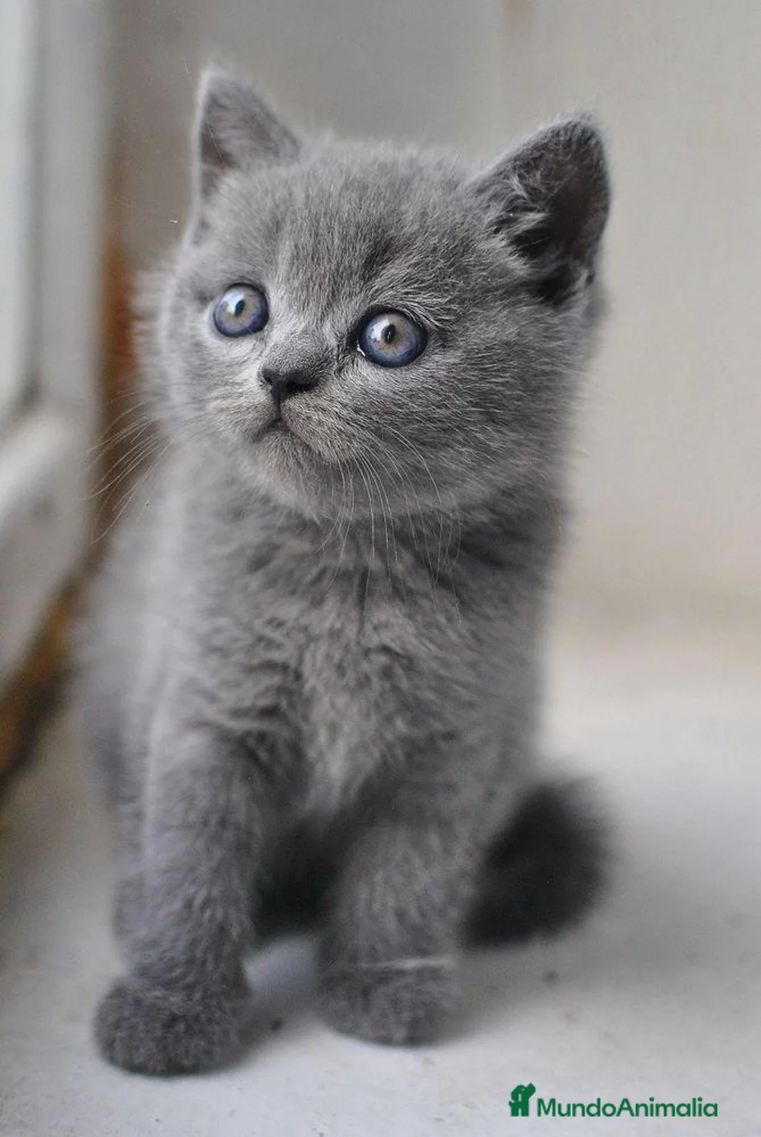 Británico de Pelo Corto Azul gatos en venta: CRIADERO DE BRITISH EN CATALUÑA  - Anuncio 2