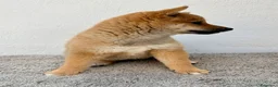 Shiba Inu perros en venta: Shiba Inu - Anuncio 14