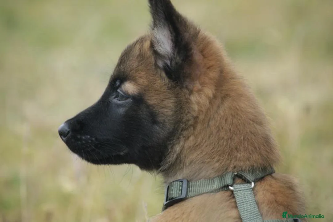 Imagen de galería {{count}}