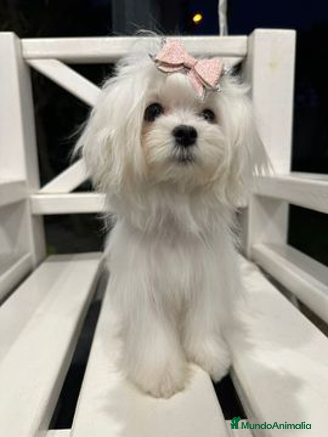 Bichón Maltés perros en venta: Bichón maltés miniatura coreano 🩷🩷🩷 - Imagen 4