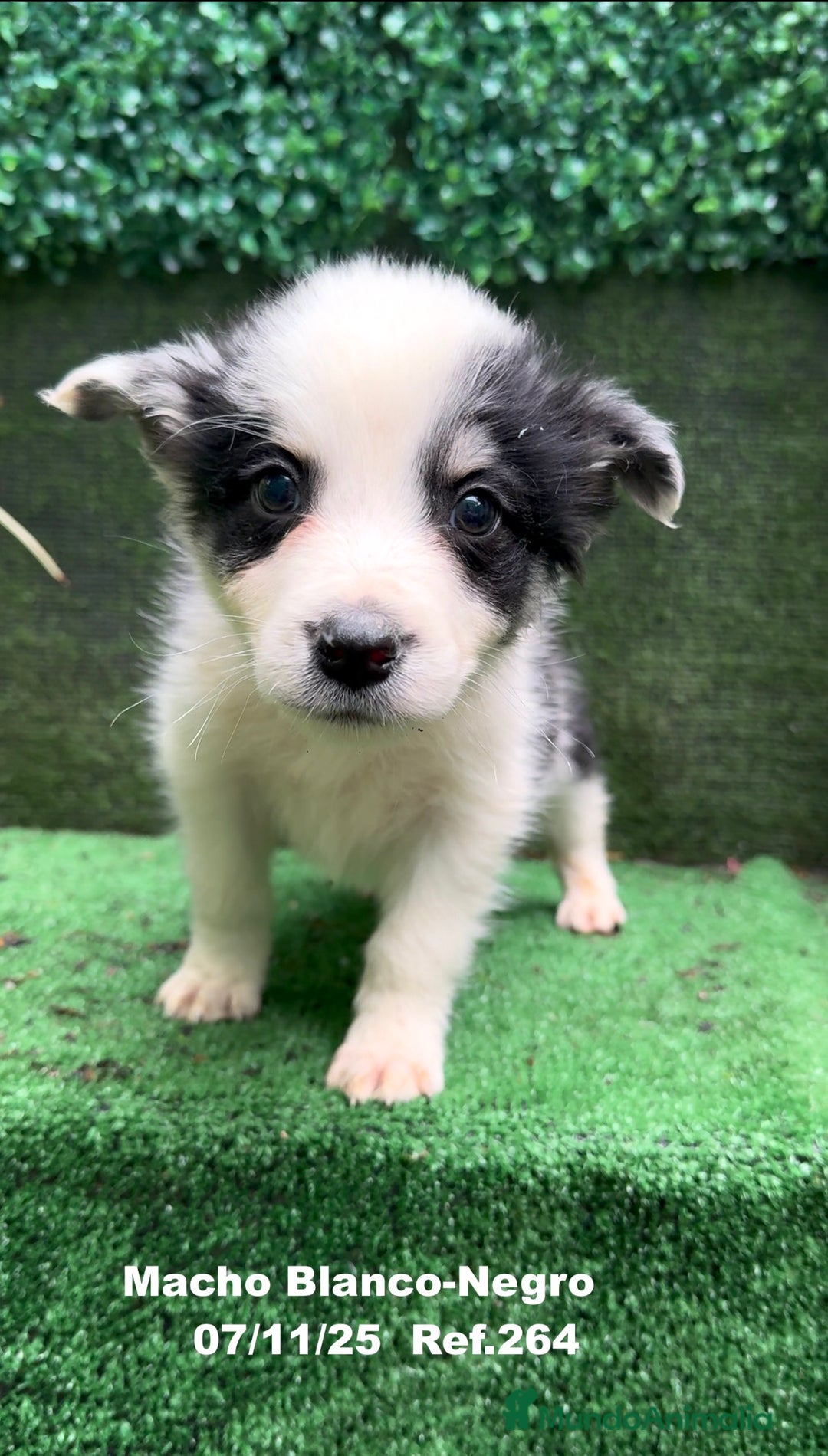 Border Collie perros en venta: Border Collie  - Anuncio 25