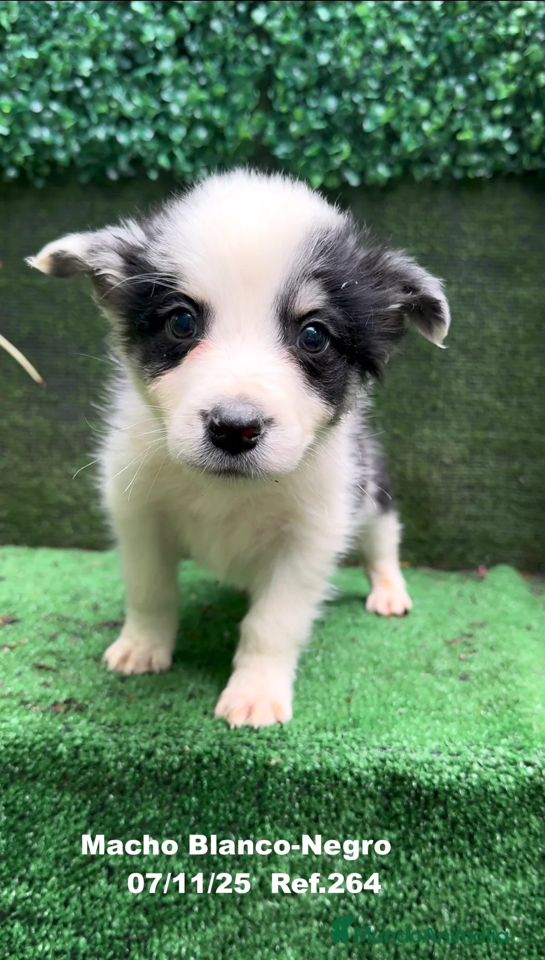 Border Collie perros en venta: Border Collie  - Anuncio 25