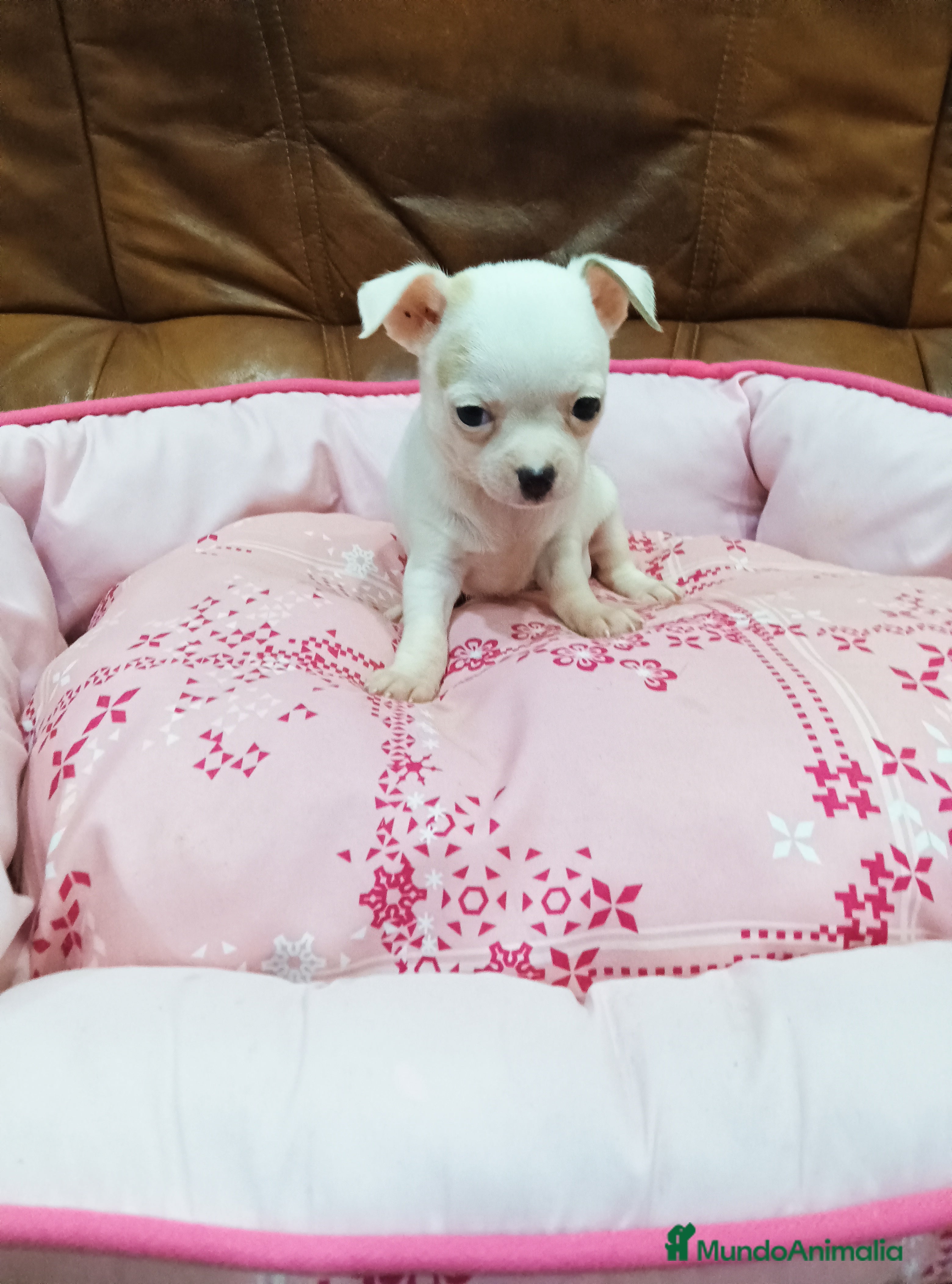 Chihuahua perros CHIHUAHUA TOY  - Anuncio 5