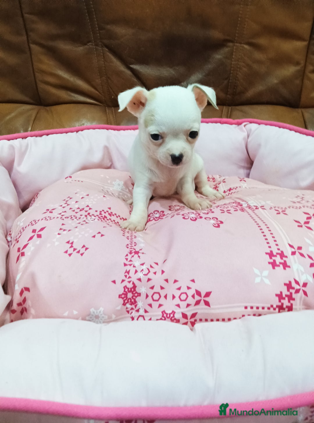 Chihuahua perros en venta: CHIHUAHUA TOY  - Imagen 1