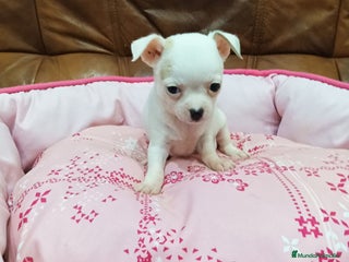 Chihuahua perros - Anuncio 4