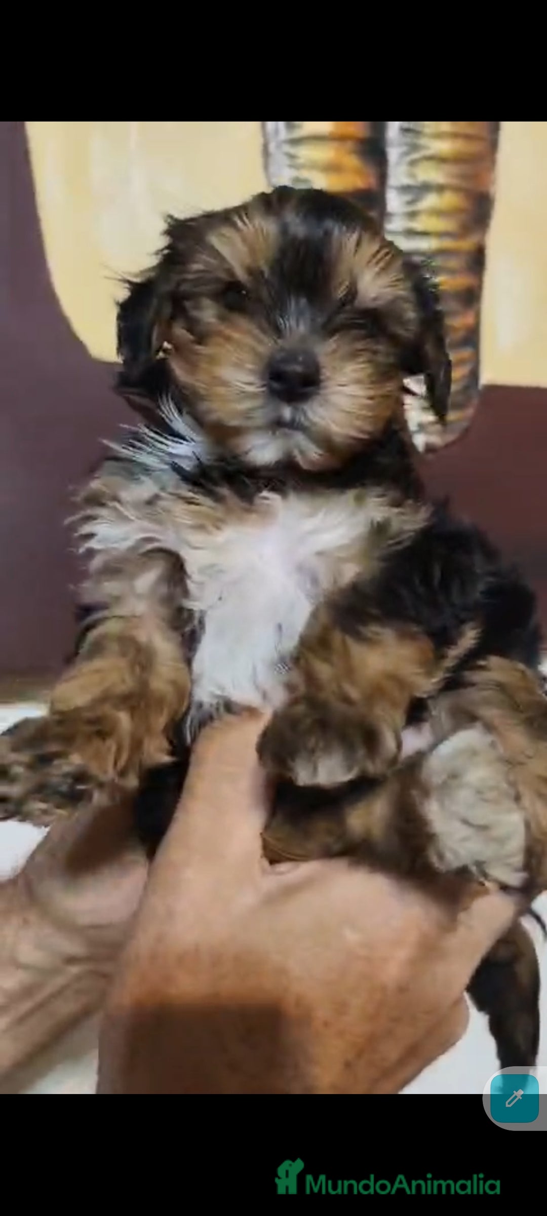 Yorkshire Terrier perros en venta:  Último macho Yorkshire terrier toy !!! - Anuncio 1