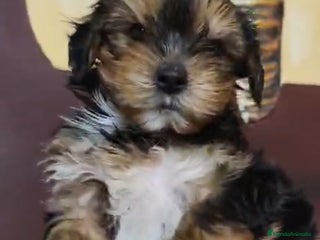 Yorkshire Terrier perros Último macho Yorkshire terrier toy !!! - Anuncio 1
