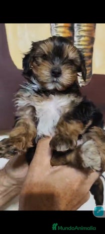 Yorkshire Terrier perros Último macho Yorkshire terrier toy !!! - Anuncio 1