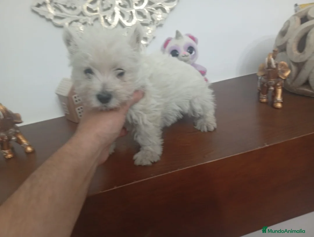 West Highland White Terrier perros en venta: WESTY  - Anuncio 2
