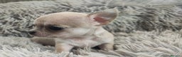 Chihuahua perros en venta: CHIHUAHUA TOY MACHO - Anuncio 1