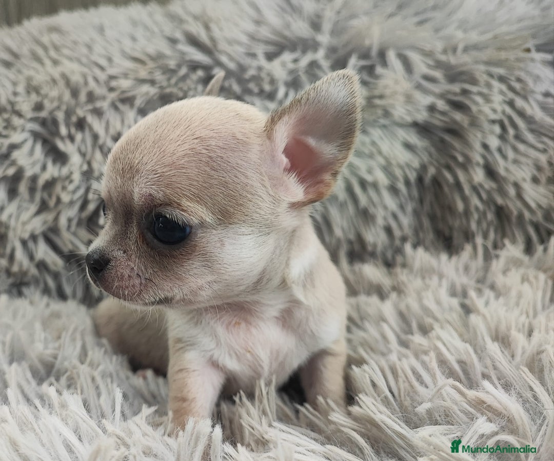 Chihuahua perros en venta: CHIHUAHUA TOY MACHO - Anuncio 1