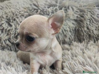 Chihuahua perros CHIHUAHUA TOY MACHO - Anuncio 2