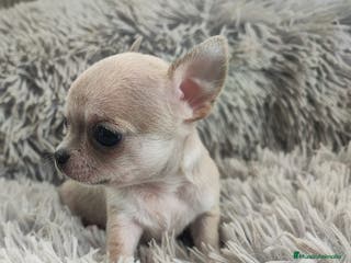 Chihuahua perros CHIHUAHUA TOY MACHO - Anuncio 14