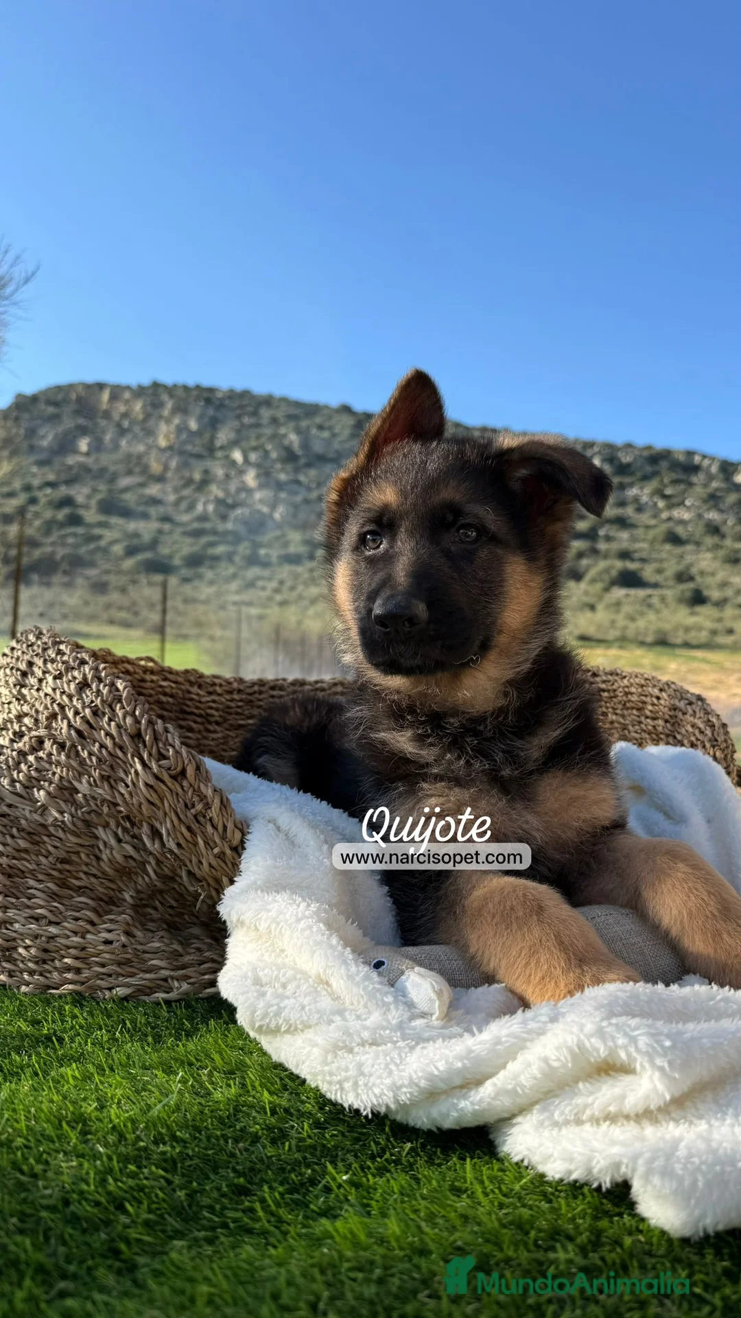 Pastor Alemán perros en venta: CRIADERO DE PASTOR ALEMAN - Anuncio 2