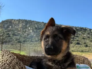 Pastor Alemán perros CRIADERO DE PASTOR ALEMAN - Anuncio 3