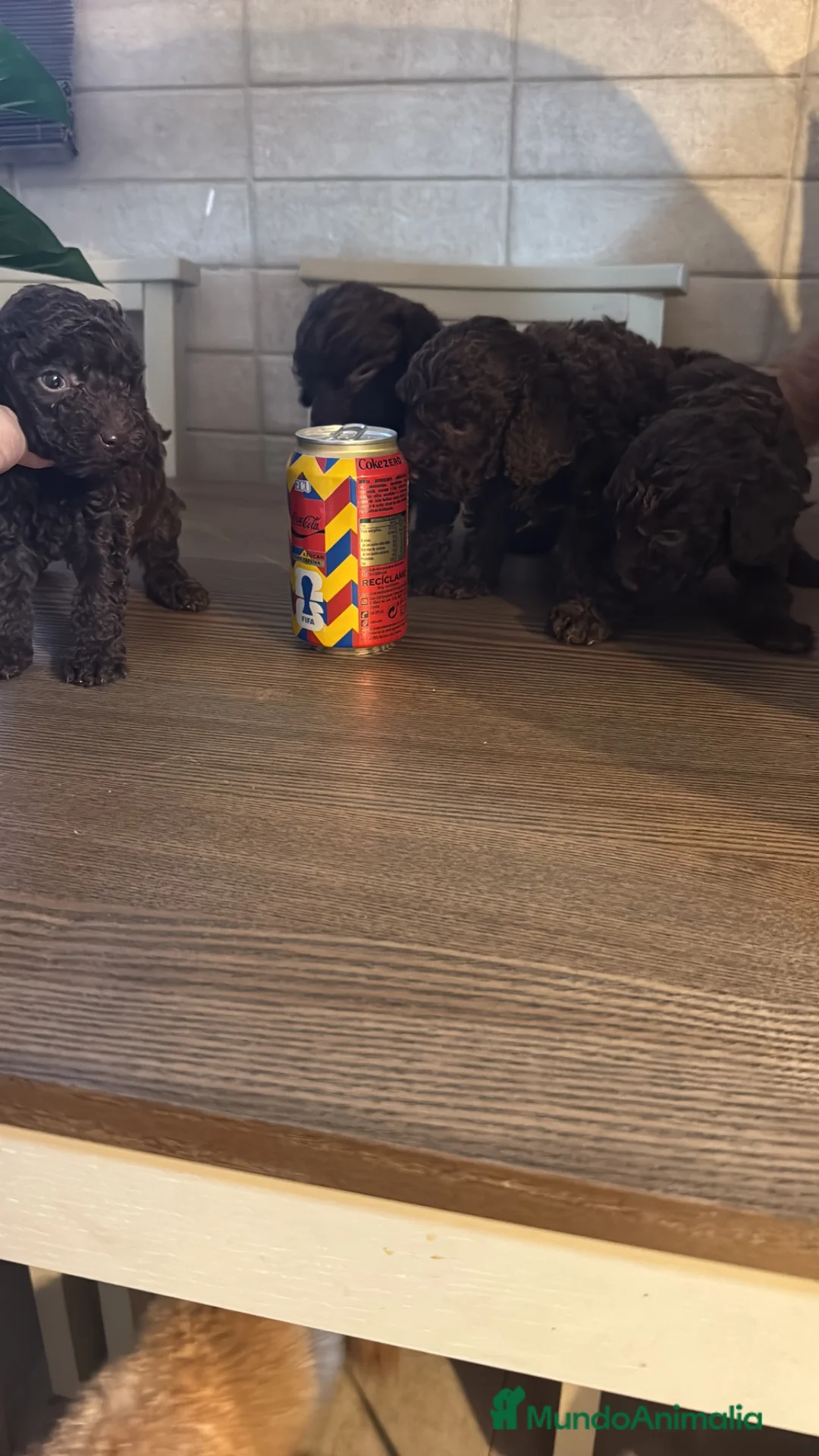 Caniche Toy perros en venta: Caniche Toy  - Anuncio 3